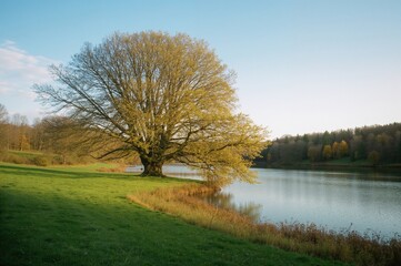 Fototapeta premium Large tree beside a tranquil lake with natural scenery
