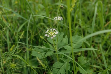 Ageratum conyzoides, known as billygoat-weed and chick weed, is a tropical plant native to the Americas and considered invasive in various areas.
