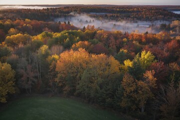 Obraz premium Stunning fall landscape with various trees, foggy field, and bird's-eye view of woodland at dawn