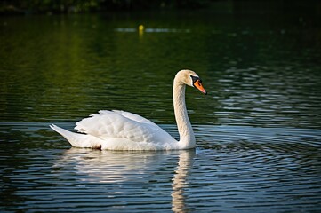 Graceful Swan Gliding Across Calm Waters with Pristine White Plumage