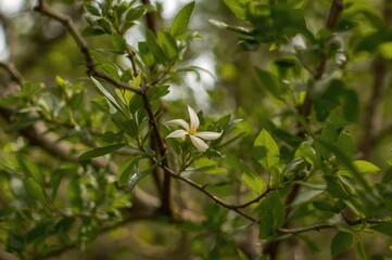 Obraz premium Stunning white and green blossom during the warm season, a species of Fabaceae family plants.