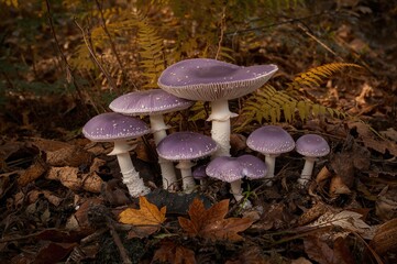 Gorgeous Violet Fungi Found in the Woods
