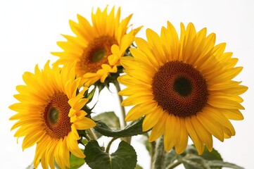 Obraz premium Gorgeous yellow sunflowers set against a plain white background