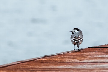 White wagtail bird (Motacilla alba) standing on a wooden pier near the water