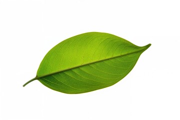 Obraz premium White background featuring Syzygium polyanthum leaves