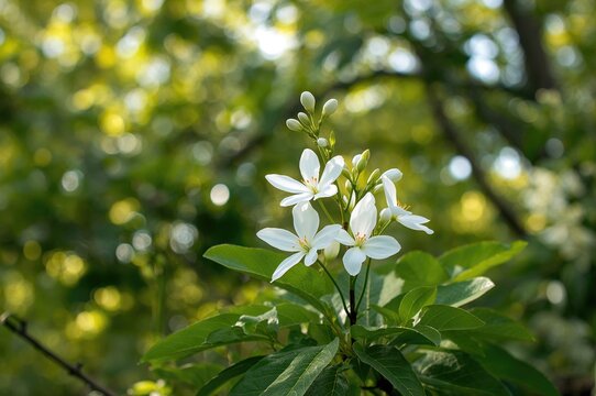 Gorgeous white mogra flower blossoming with fresh buds