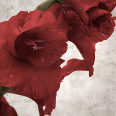 textured stylish old paper background, square,  with dark red gladioulus, sword Lily 