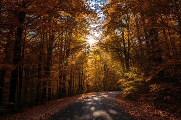 Obraz premium Sunlight streaming through autumn trees in a woodland