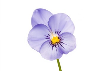 Fototapeta premium Stunning blue violet flower set against a white backdrop
