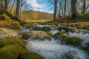 Close-up of frosted rocks encircled by lush moss under warm sunlight