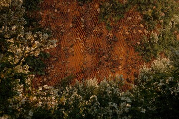 White honeycomb pattern with floral and natural forest elements, featuring animals and health-related themes