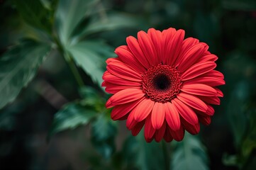 Gerbera blossom thriving amidst lush greenery with tree leaves behind, evoking a natural vibe.