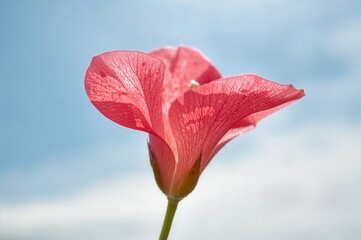 Crafted Blossom, Bougainvillea Flower