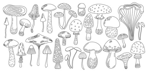 Forest edible mushrooms set yellow boletus, honey fungus vector illustration, seasonal autumn doodle outline drawing healthy vegetarian diet ingredient for menu design, hand drawn image
