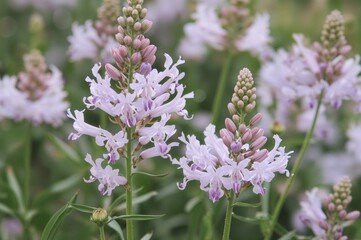 Clusters of Tagara flowers, also known as Indian valerian, bloom in soft shades of pink, lavender, and white with a gentle, soothing fragrance.