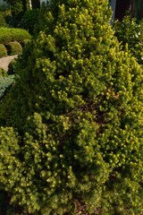 Naklejka premium green trees in the garden