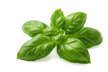 Close-up of fresh basil leaves on a white backdrop