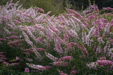 The mesmerizing charm of blossoming flowers dancing gracefully in the gentle spring wind, displaying a vibrant array of colors, textures, and species.