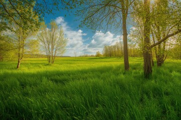Obraz premium Lush meadow illuminated by sunlight filtering through forest trees