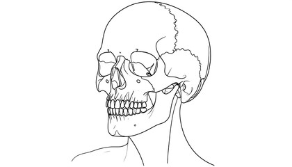 Line drawing of a human skull in profile view