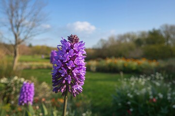 Obraz premium Lamium purpureum flower blossoming fully