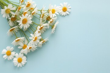 Obraz premium Arrangement of chamomile blossoms on a soft blue backdrop. Seasonal theme of spring and summer. Overhead perspective with space for text.