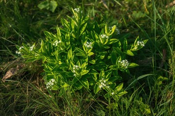 Vibrant Tidestromia lanuginosa foliage in lush green
