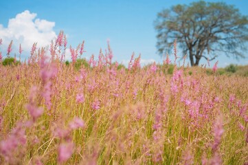 Obraz premium A Vast Kochia Plantation