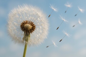 Obraz premium Dandelion Seeds Flying in the Sky