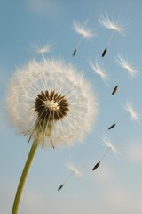 Obraz premium Dandelion Seeds Flying in the Sky