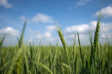 Obraz premium Lush green rye spikes growing in a natural agricultural landscape