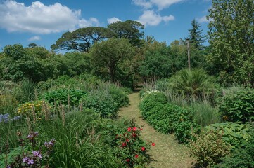 Obraz premium Lush garden filled with various greenery