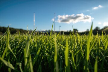 Obraz premium Lush green turf on a soccer pitch