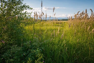 Obraz premium A lively garden filled with grass and diverse wild flora basking in the warm sunlight of a summer day