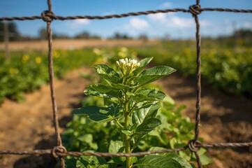 View from the front through a wire barrier at a young potato crop in an organic field.