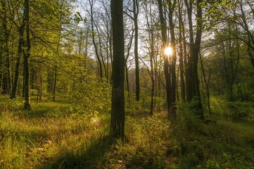 Fototapeta premium Scenic woodland panorama close to a hilltop area in a Swiss region