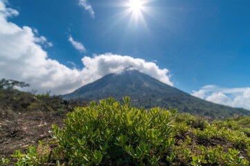 Fototapeta premium Lush juvenile bush growing at the foot of a volcanic mountain