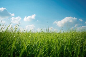 Obraz premium Blue sky and lush green grass scenery