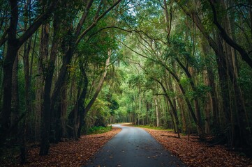 Naklejka premium Wooded wetland area with trees and greenery, natural landscape featuring a forest path and sunlight filtering through leaves