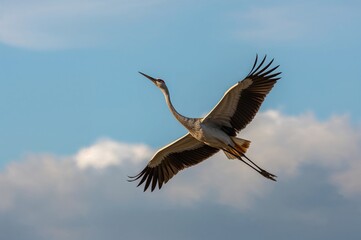 Obraz premium Silhouette of a crane in flight against the backdrop of the sky