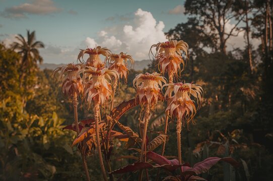 Embauba do brejo blossoms, Cecropia pachystachya, thriving in a tropical forest environment