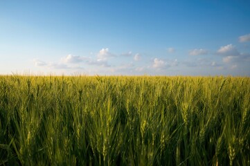 Naklejka premium Summer field of young wheat looking like lush green grass
