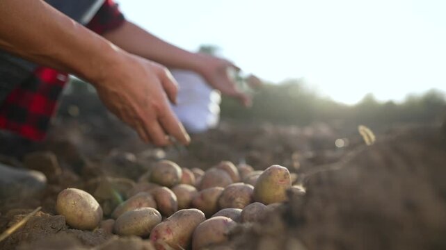 Hands harvesting potato crop in field, farmer sorting soil covered tuber pile, hand placing potato into pile, organic farm harvest showing crop and soil care, pile shows potato texture and hand