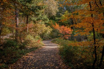 Obraz premium Walking Across the Autumn Garden Path