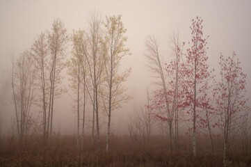 Misty fall dawn among young pine trees and crimson birches in a northern forest