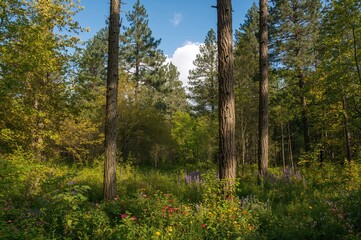 Obraz premium Evergreen spruce woodland during Christmas