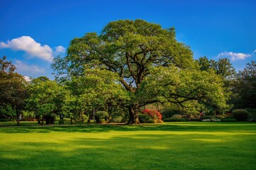 Fototapeta premium Lush green yard under a clear azure sky