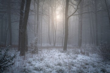 Obraz premium Misty morning on a woodland clearing. Snowy scenery