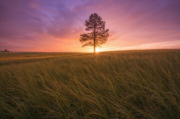 Fototapeta premium Sunset behind pine trees in a grassy meadow