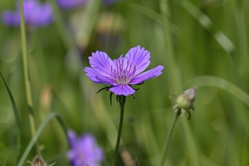 Fototapeta premium Close-up of vibrant blue wild geranium blossoms in a sunlit summer field